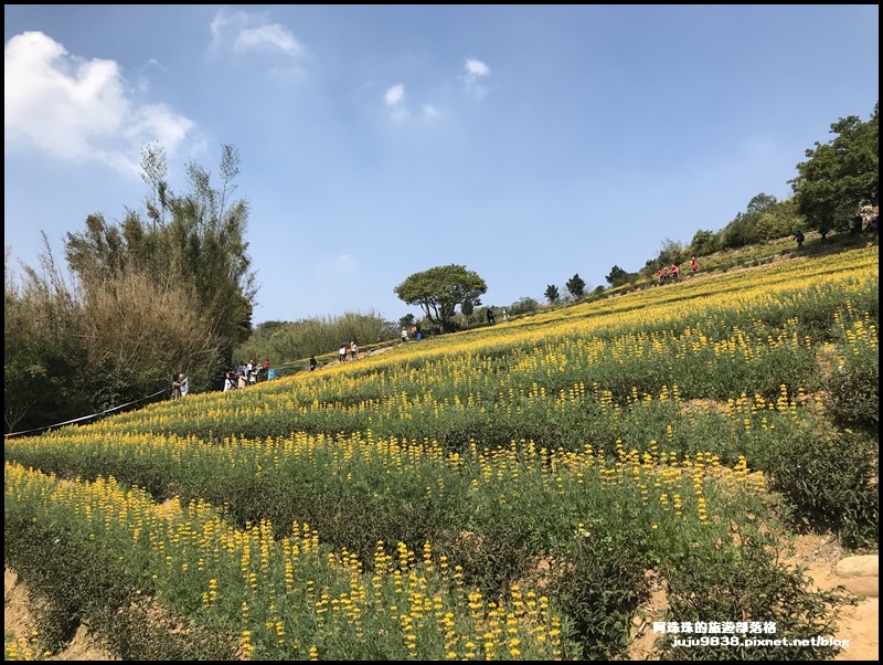 大北坑魯冰花51.JPG 大北坑魯冰花51.JPG