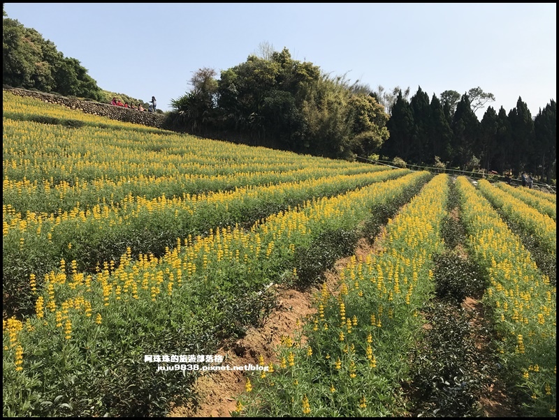 大北坑魯冰花48.JPG 大北坑魯冰花48.JPG