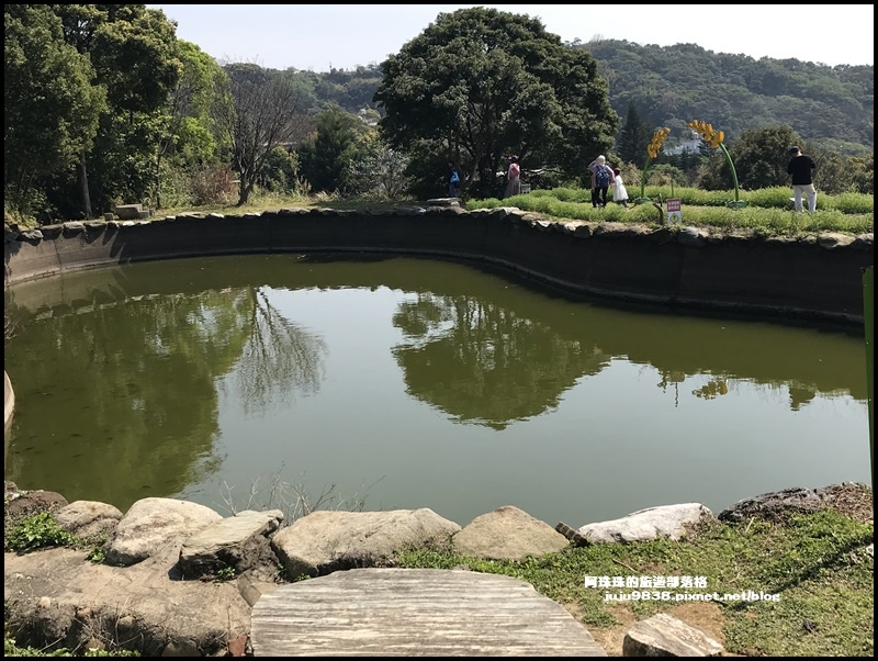 大北坑魯冰花53.JPG 大北坑魯冰花53.JPG