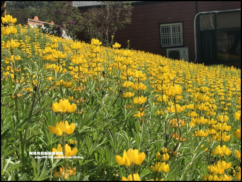 大北坑魯冰花57.JPG 大北坑魯冰花57.JPG