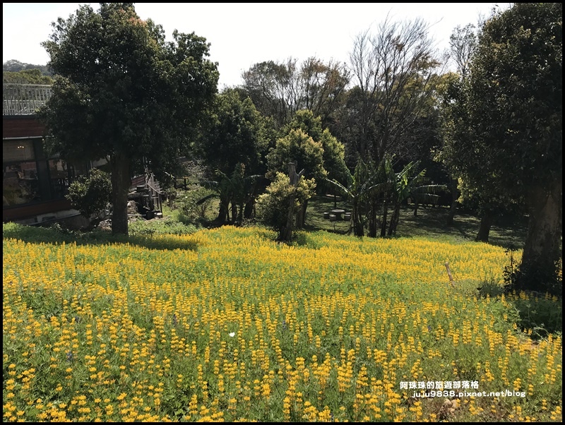 大北坑魯冰花55.JPG 大北坑魯冰花55.JPG