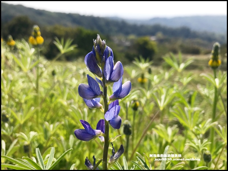 大北坑魯冰花54.JPG 大北坑魯冰花54.JPG