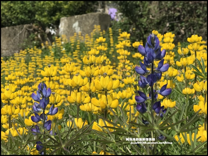 大北坑魯冰花56.JPG 大北坑魯冰花56.JPG