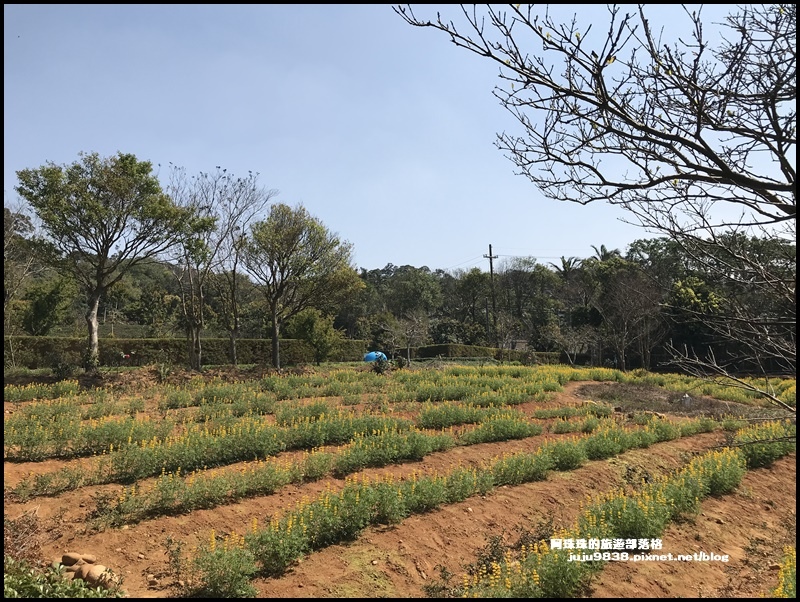 大北坑魯冰花60.JPG 大北坑魯冰花60.JPG