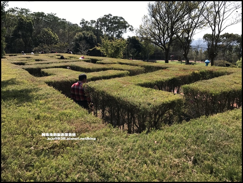 大北坑魯冰花62.JPG 大北坑魯冰花62.JPG