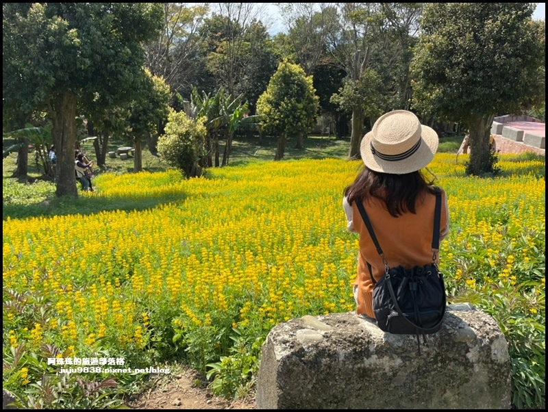 大北坑魯冰花69.JPG 大北坑魯冰花69.JPG