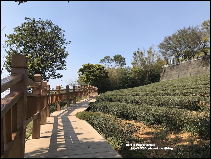 大北坑魯冰花65.JPG 大北坑魯冰花65.JPG