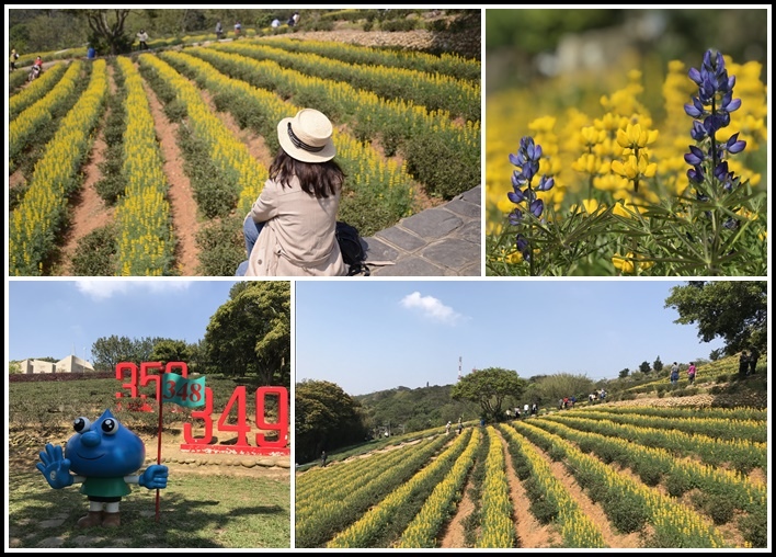 ,桃園,龍潭,大坑,大北坑休閒農業區,魯冰花,茶園,健行,大自然,步道,