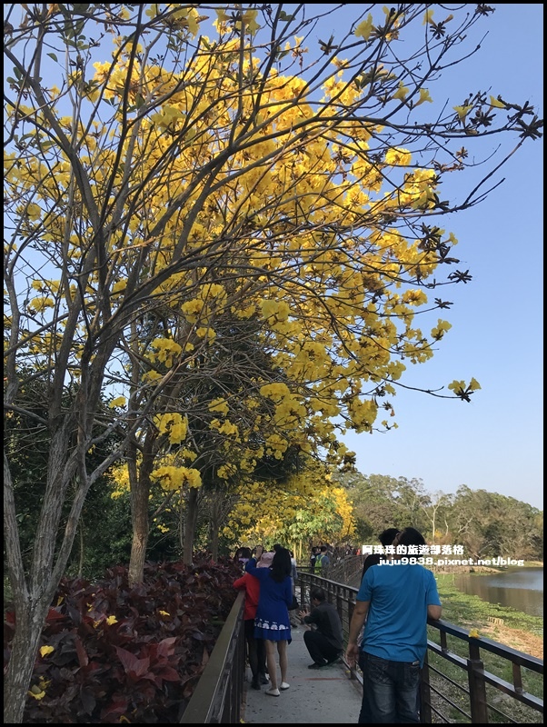 金湖灣風鈴木16.JPG