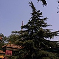 2006北京秋天 038.jpg