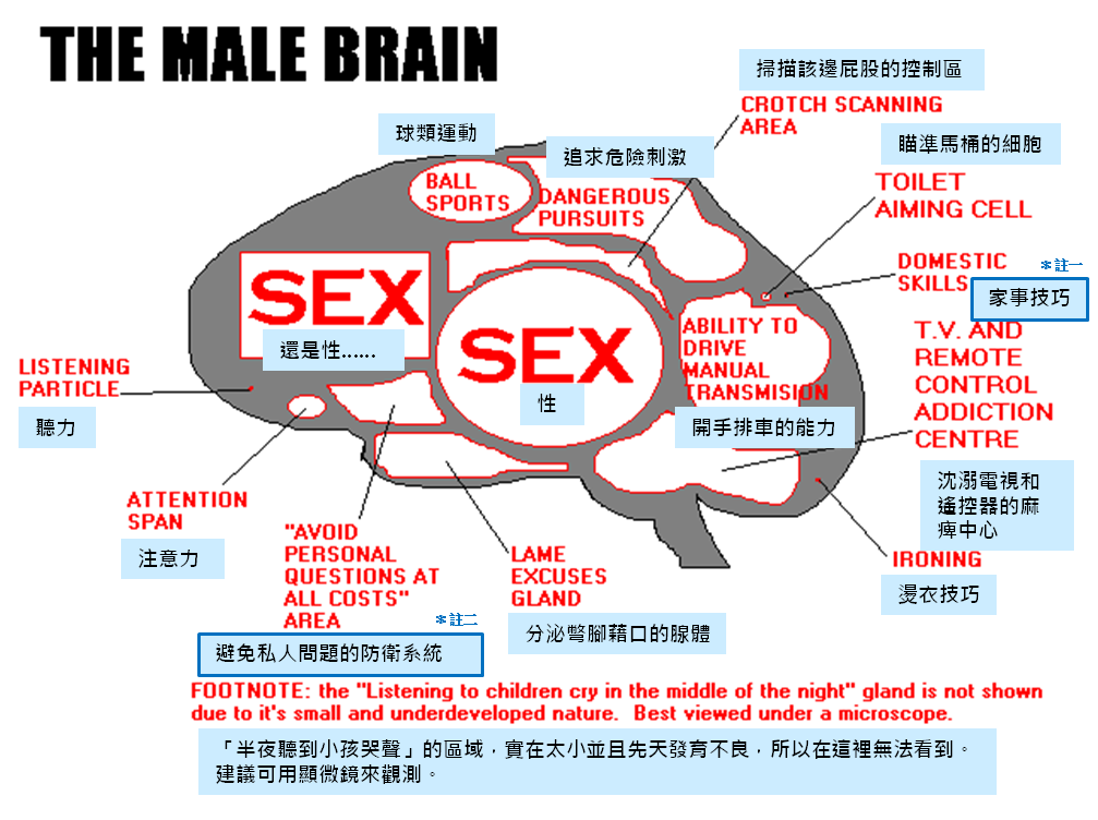 男人大腦.png