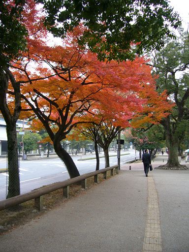 迷人的紅葉隨處可見