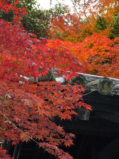 紅黑相映，別有一番風情