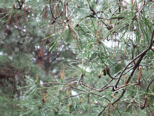 晶瑩剔透的水珠，像不像一顆顆圓潤的珍珠？