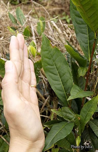 台灣原生種山茶