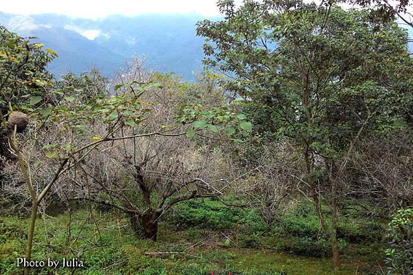 過了茶園就可見到梅花園