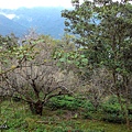 過了茶園就可見到梅花園