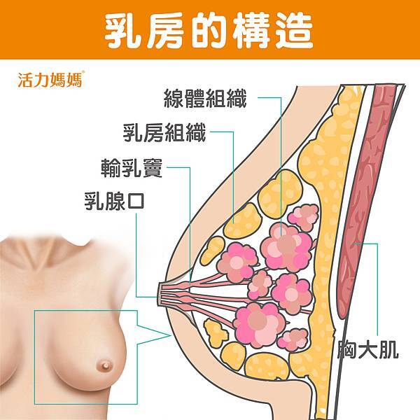 乳房構造細部_工作區域 1 複本.jpg