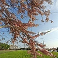 花旗木步道 西港區南45-1鄉道185863.jpg