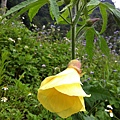 YellowFlower120603