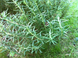 rosemary