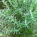 rosemary