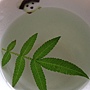 芳香萬壽菊TEA