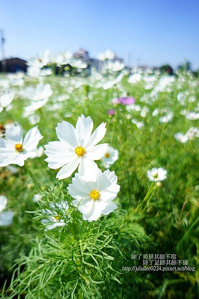 橋頭花海 (12).JPG