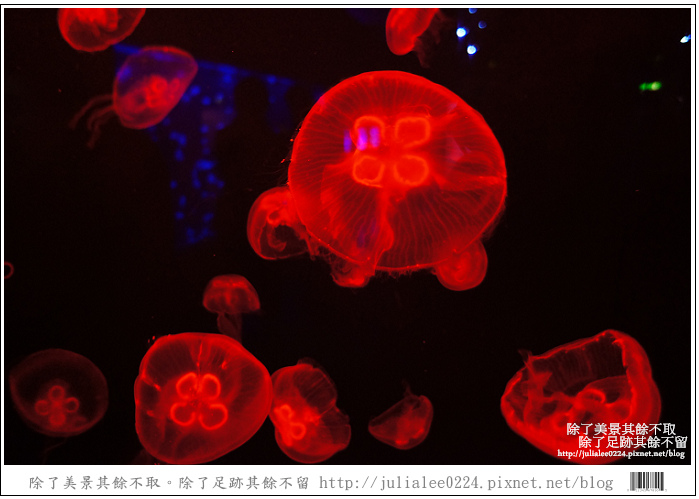 登別海洋公園尼克斯 (15) 登別海洋公園尼克斯 (15)