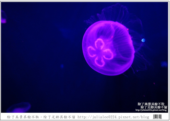 登別海洋公園尼克斯 (18) 登別海洋公園尼克斯 (18)