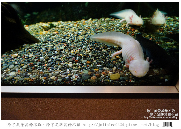 登別海洋公園尼克斯 (24) 登別海洋公園尼克斯 (24)