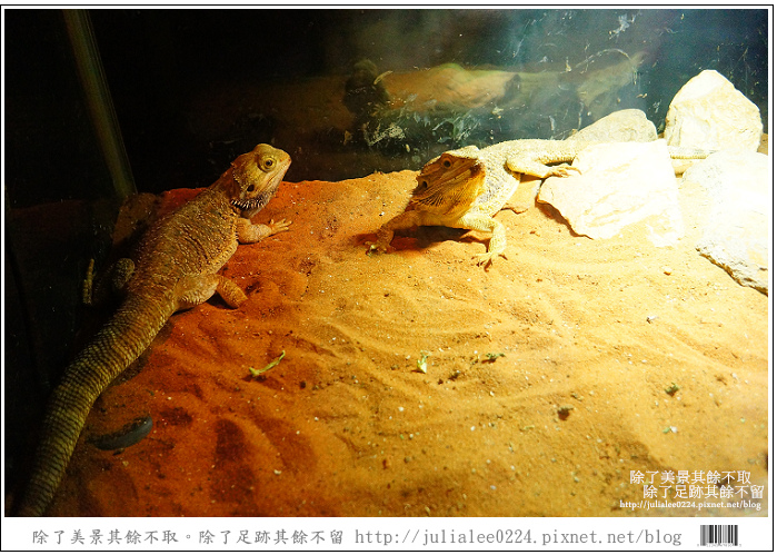 登別海洋公園尼克斯 (25) 登別海洋公園尼克斯 (25)