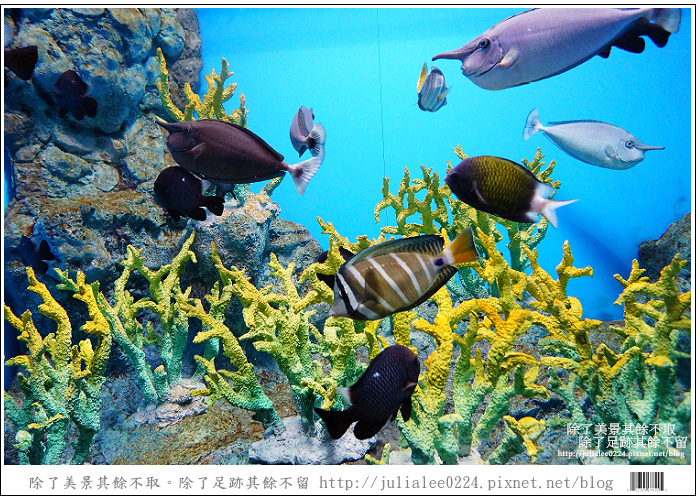 登別海洋公園尼克斯 (29) 登別海洋公園尼克斯 (29)