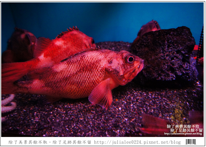 登別海洋公園尼克斯 (30) 登別海洋公園尼克斯 (30)