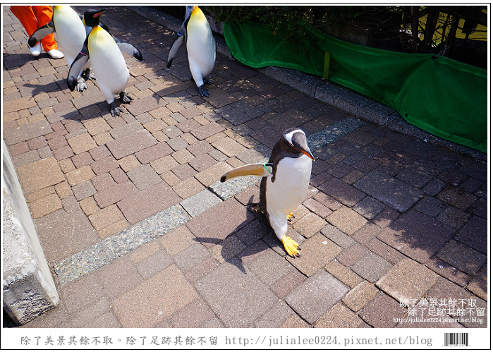 登別海洋公園尼克斯 (74) 登別海洋公園尼克斯 (74)