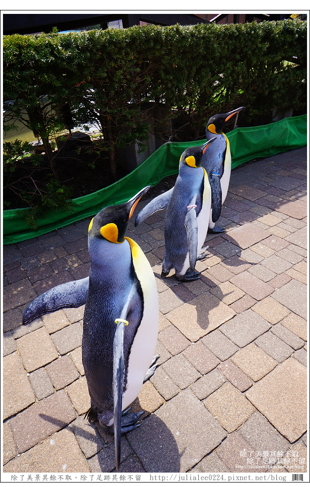 登別海洋公園尼克斯 (77) 登別海洋公園尼克斯 (77)