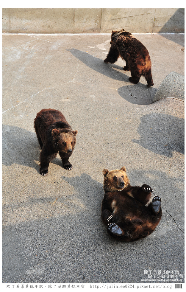 熊牧場 (35).jpg 熊牧場 (35).jpg