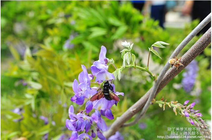 DSC_9461.jpg DSC_9461.jpg