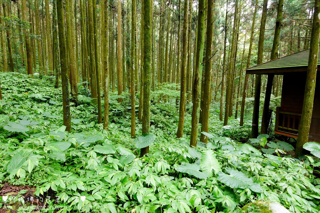 新竹 關西鎮 馬武督探索森林 珍妮佛的花草呢喃 痞客邦