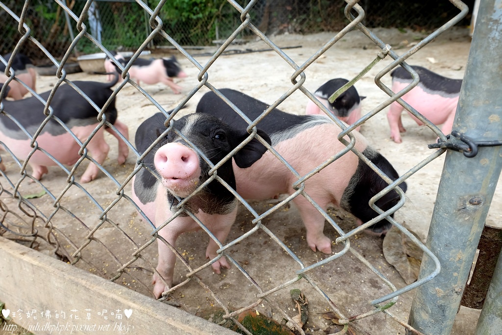 DSCF3306.jpg DSCF3306.jpg