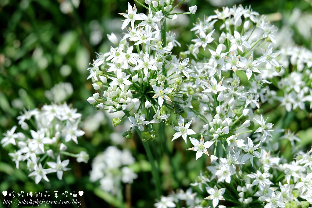 DSCF4311.jpg DSCF4311.jpg