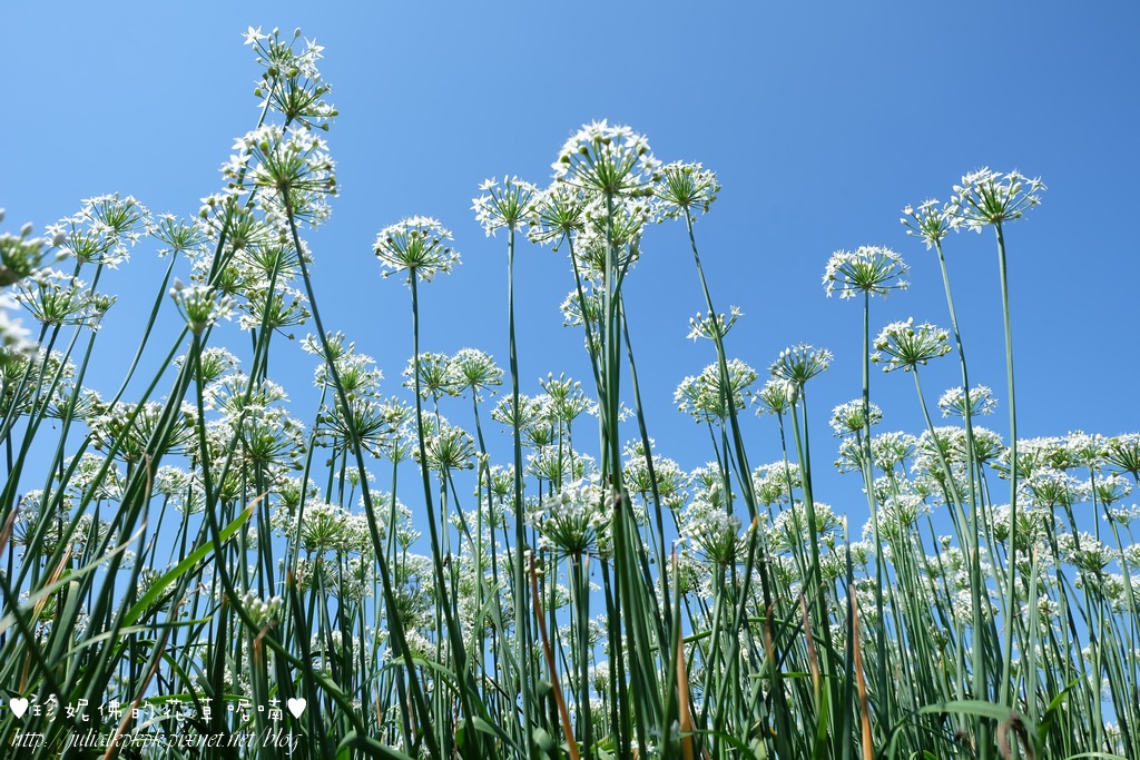 DSCF4327.jpg DSCF4327.jpg