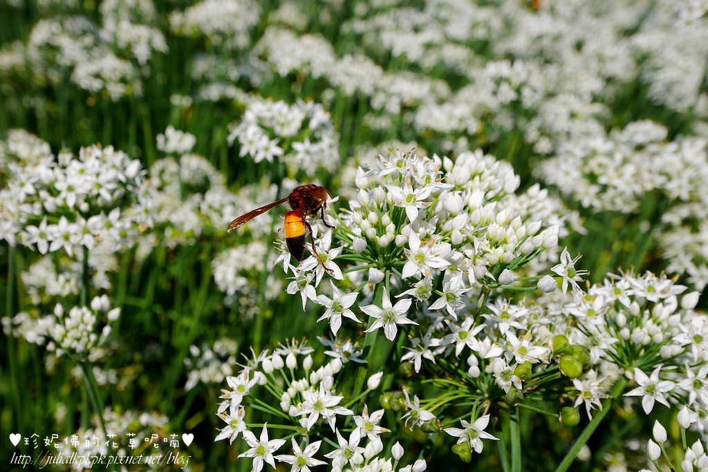 P1350492.jpg P1350492.jpg