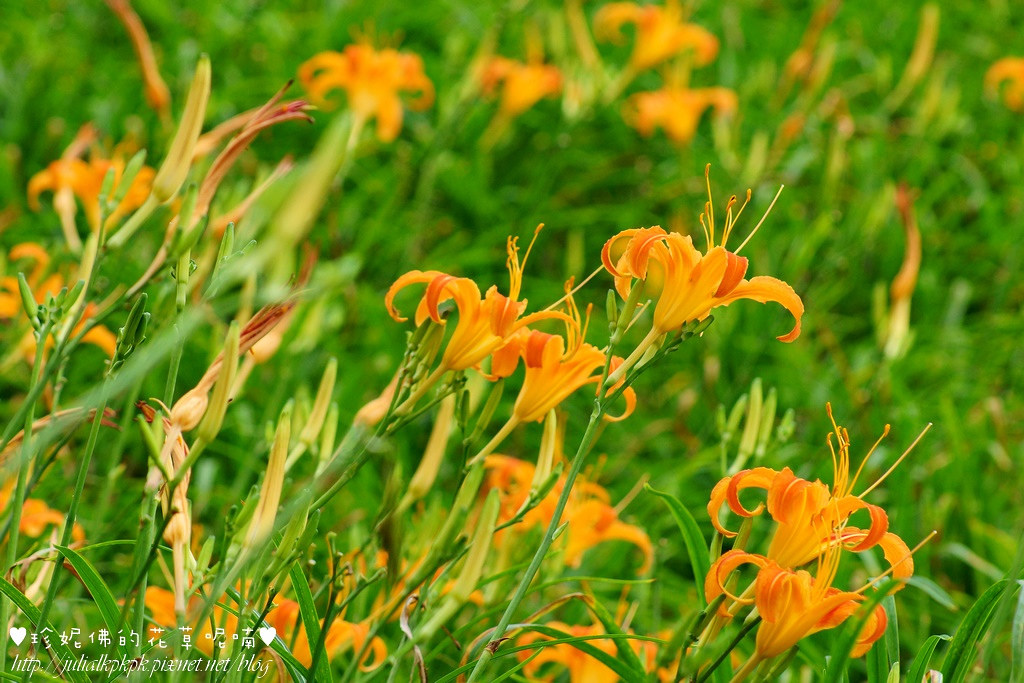 DSC02220.jpg DSC02220.jpg