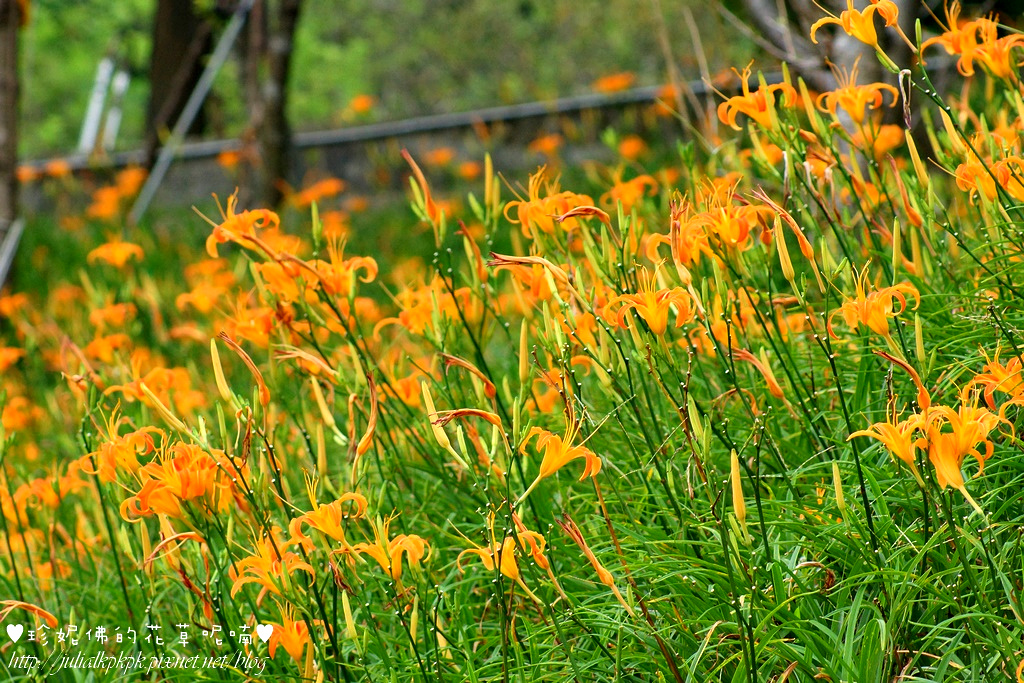 DSC02233.jpg DSC02233.jpg