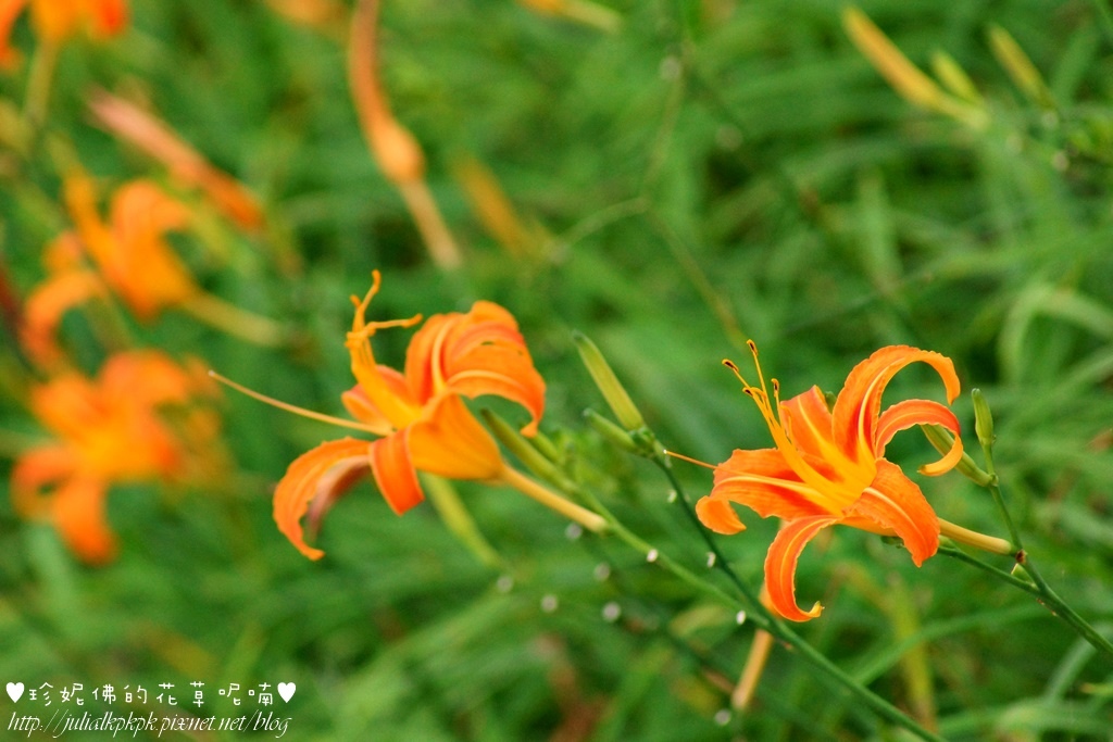 DSC02256.jpg DSC02256.jpg