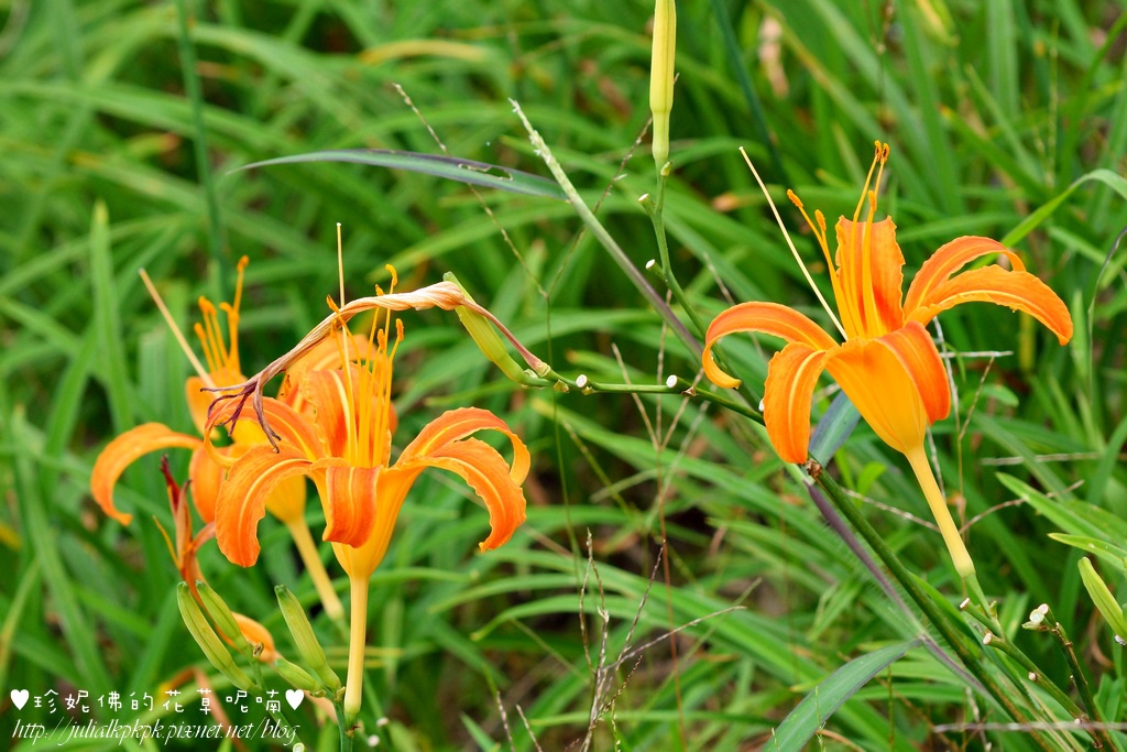 DSC02255.jpg DSC02255.jpg