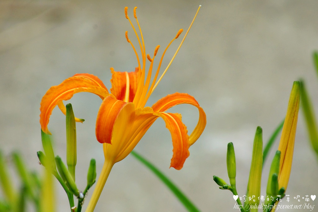 DSC02259.jpg DSC02259.jpg