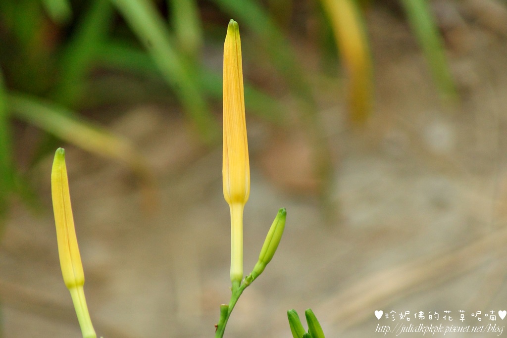 DSC02260.jpg DSC02260.jpg