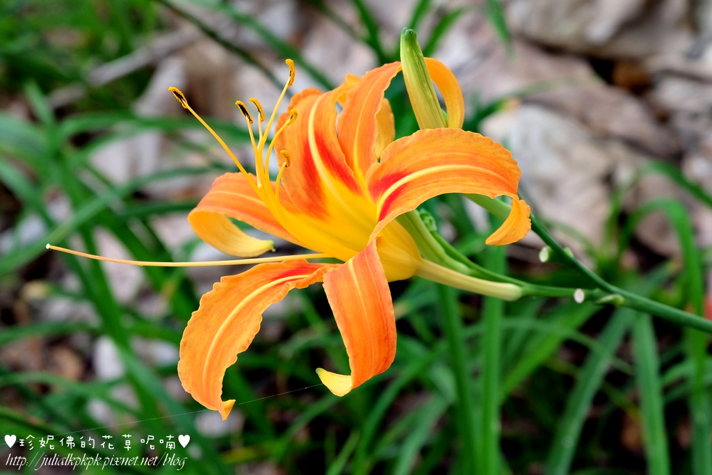 DSCF5150.jpg DSCF5150.jpg